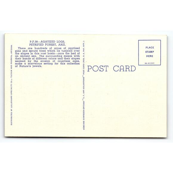 Vintage Agatized Logs Petrified Forest Arizona Linen Postcard - Picture 2 of 2